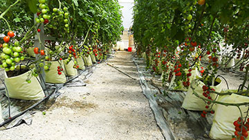 Hiệu quả từ mô hình trồng cà chua ghép trong nhà lưới  VINAGRI News