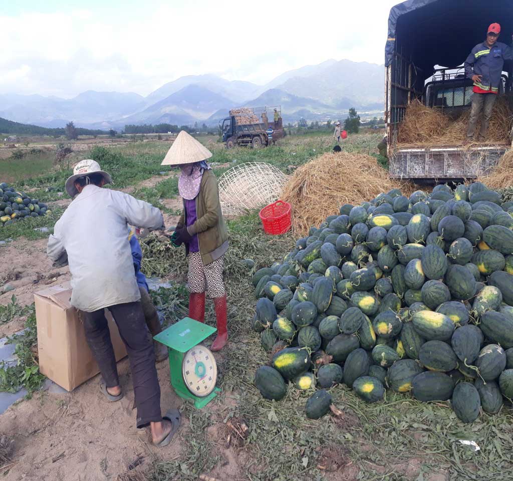 Một Số Hình Ảnh Giải Cứu Dưa Hấu Cho Bà Con Nông Dân Huyện Vĩnh Thạnh, Tỉnh  Bình Định - Xây Dựng 47 - C47